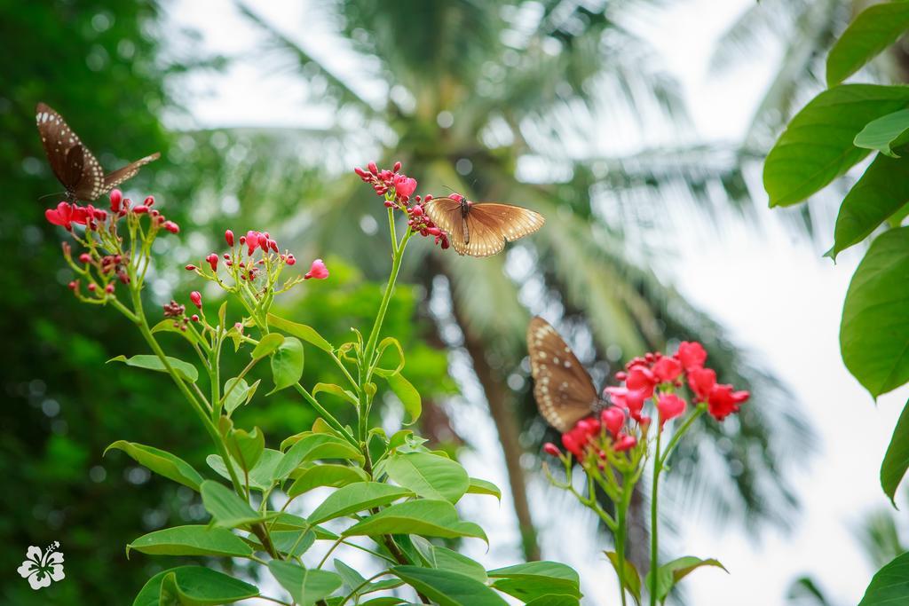 Seaflower Bungalows Srithanu Exterior foto