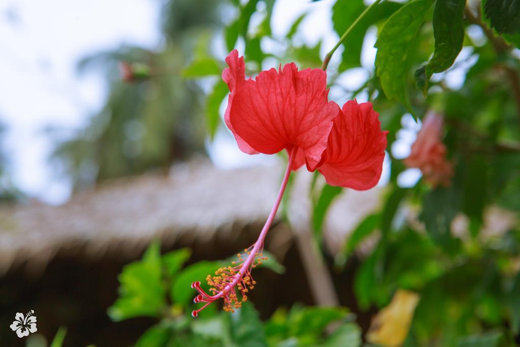 Seaflower Bungalows Srithanu Exterior foto